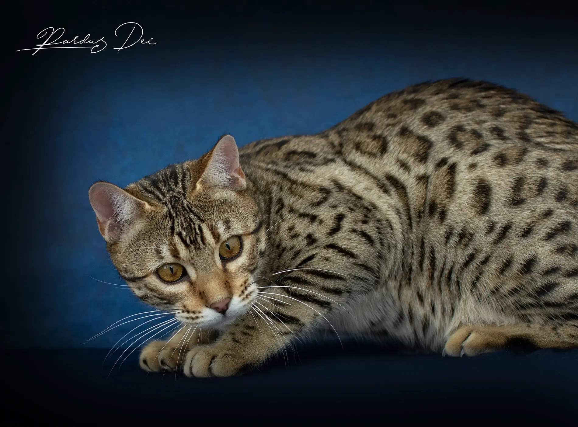 chat bengal